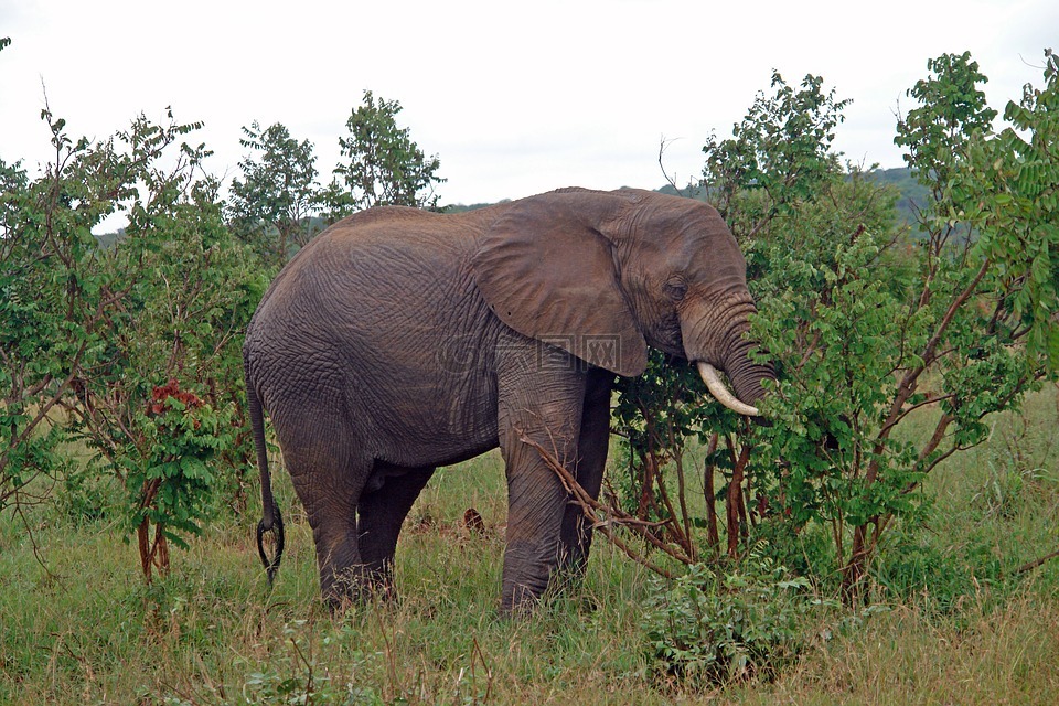 非洲,坦桑尼亚,象
