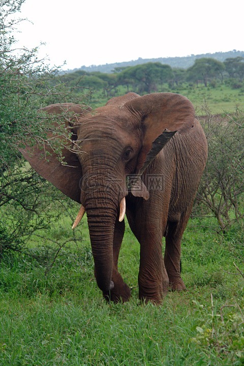 非洲,坦桑尼亚,象