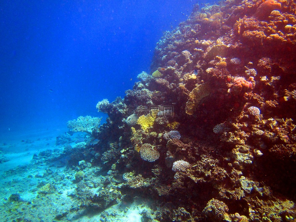 红海,珊瑚,鱼