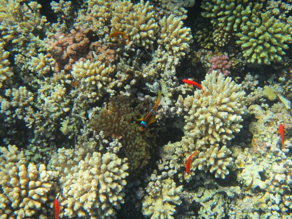 红海,珊瑚,埃及