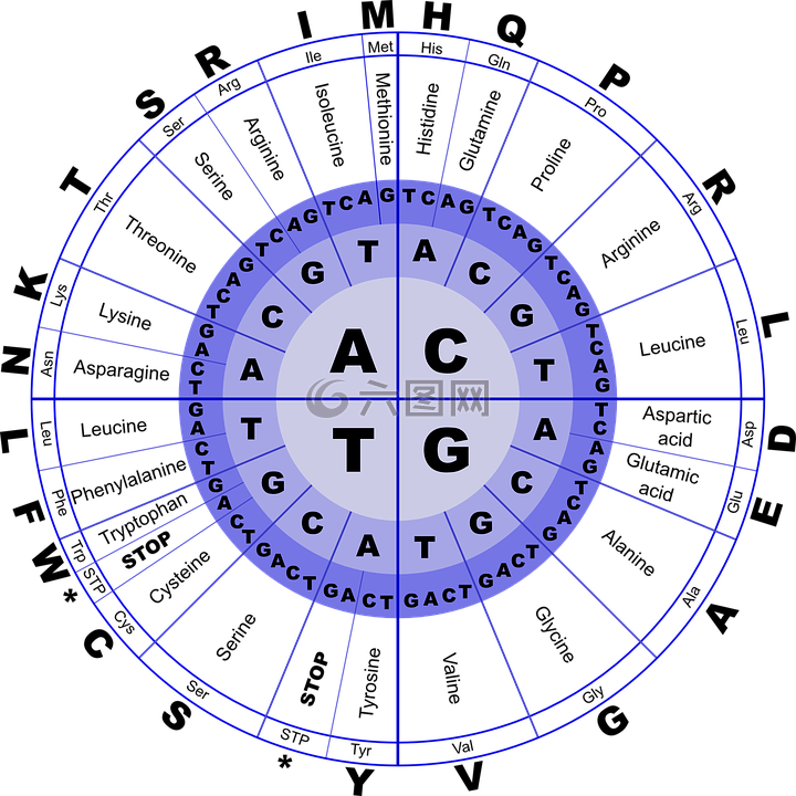 dna,氨基酸,生物学