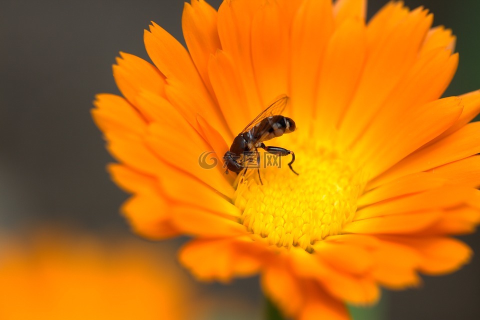 蜜蜂,花卉,金盏花
