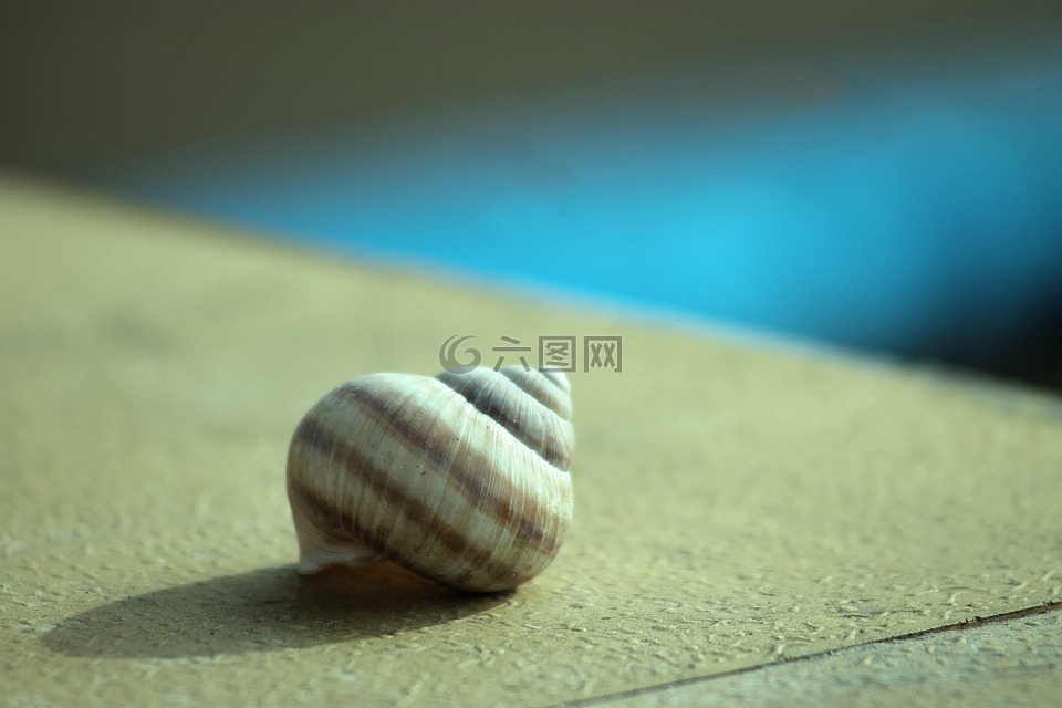 蜗牛,空壳,蜗牛壳