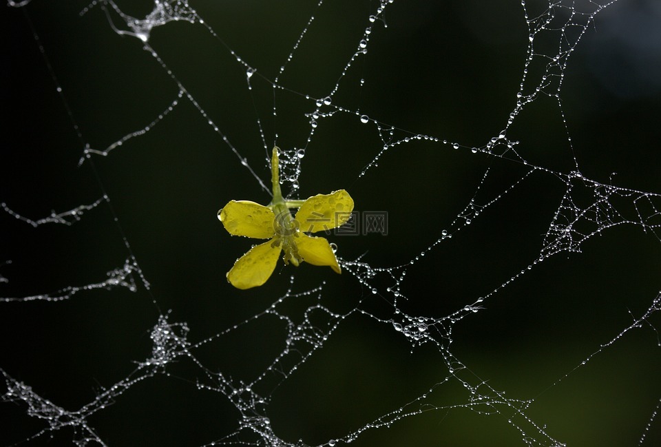 蜘蛛网,花瓣,黄色