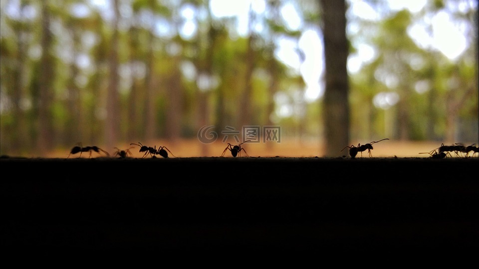 蚂蚁,昆虫,泰国清迈