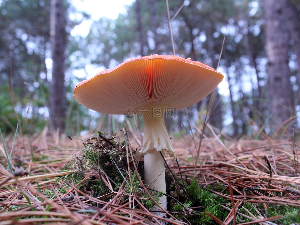 蘑菇,秋季,红色白点