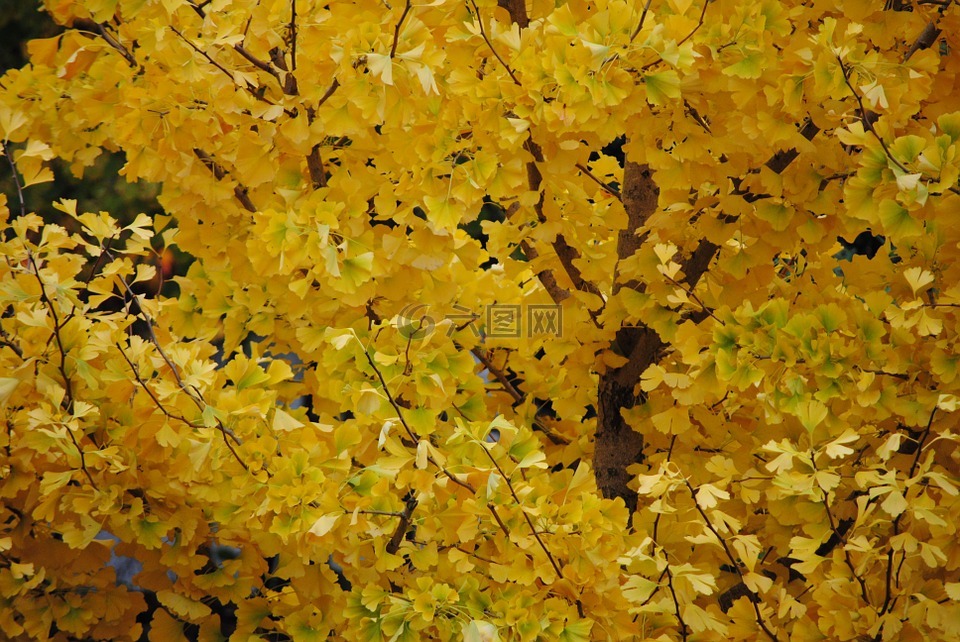 秋金,秋天的落叶,金色的秋天