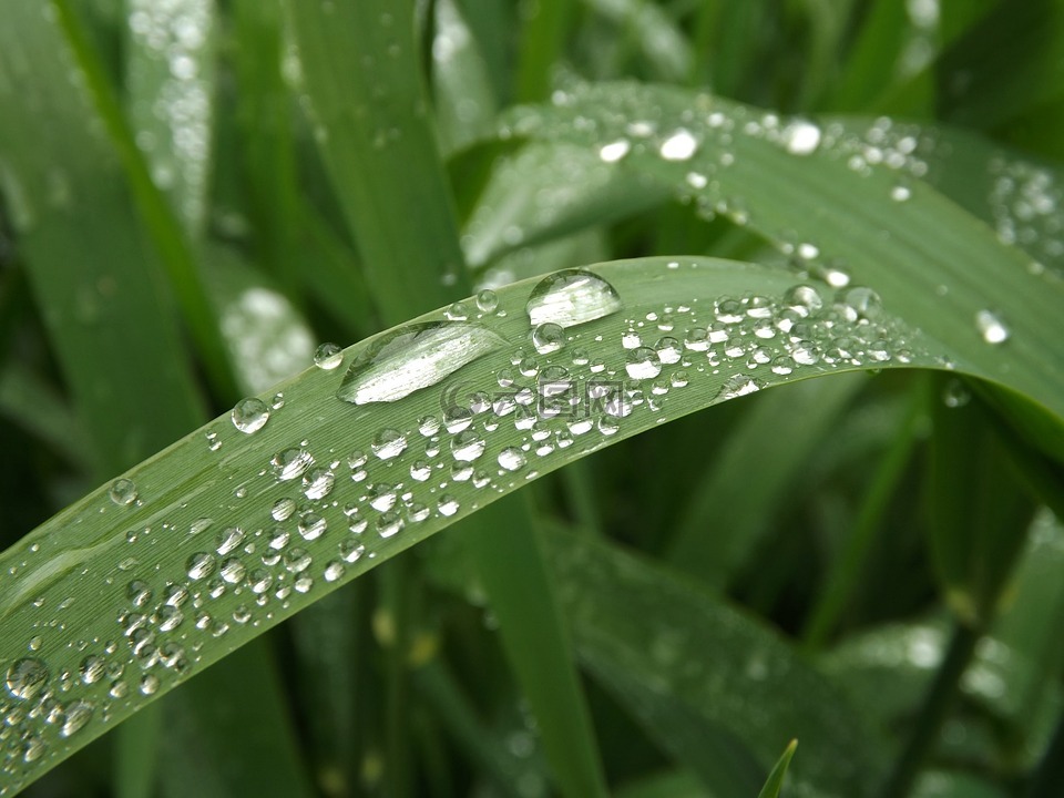 雨滴,草,滴