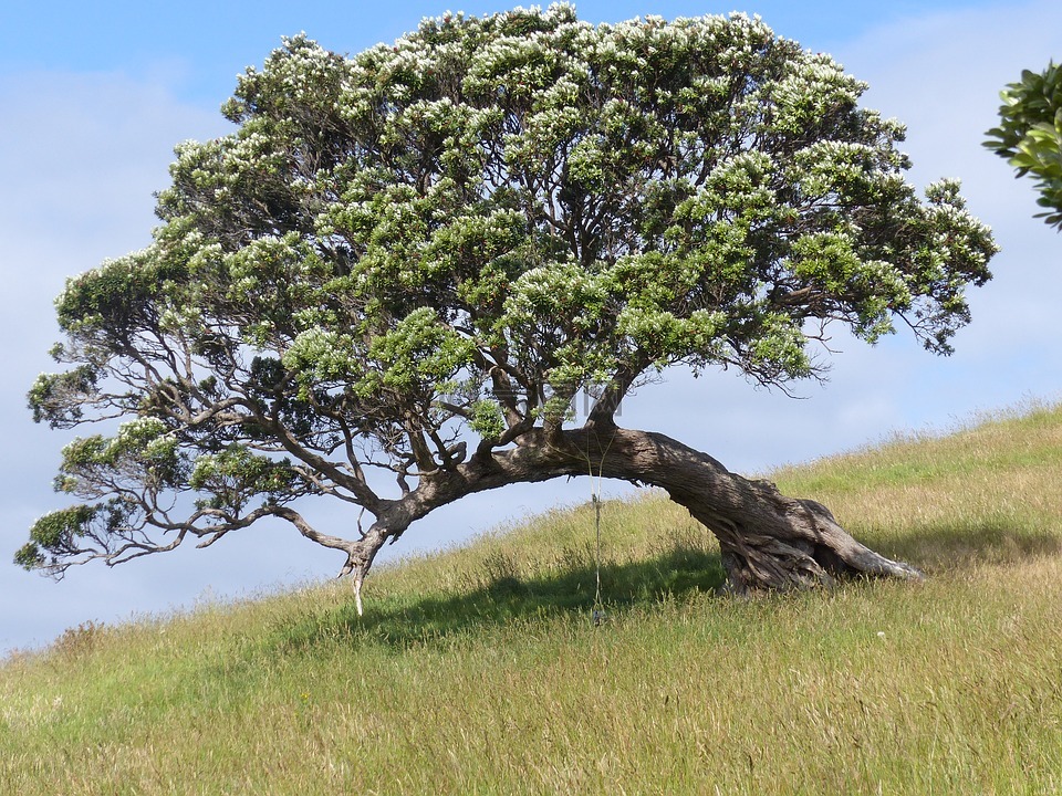 激流岛,新西兰,树