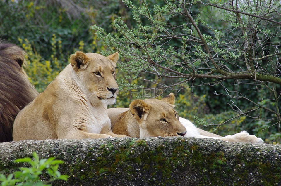 非洲母狮,黄褐色,猫科动物