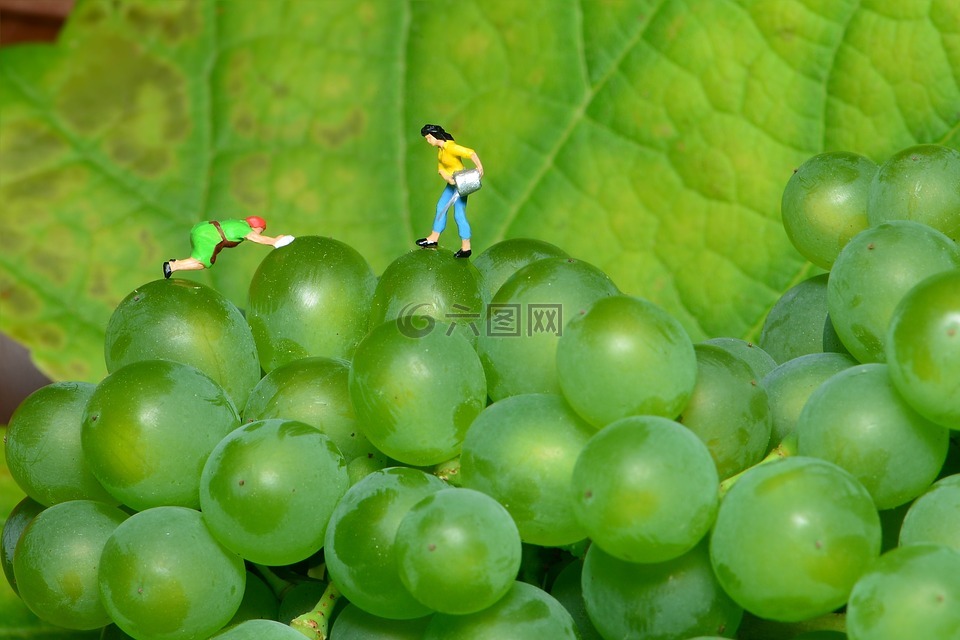 葡萄,小世界,绿葡萄
