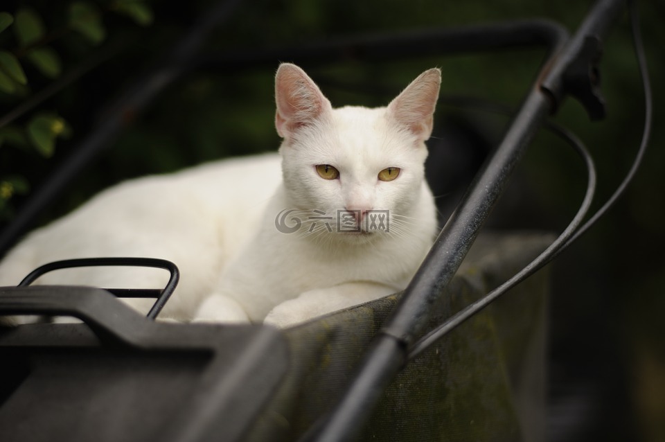 猫,白,黄色的眼睛
