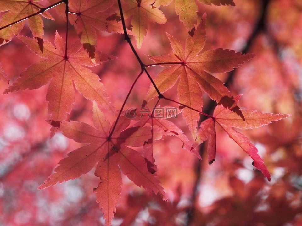 秋季树叶,秋季,aomoriya