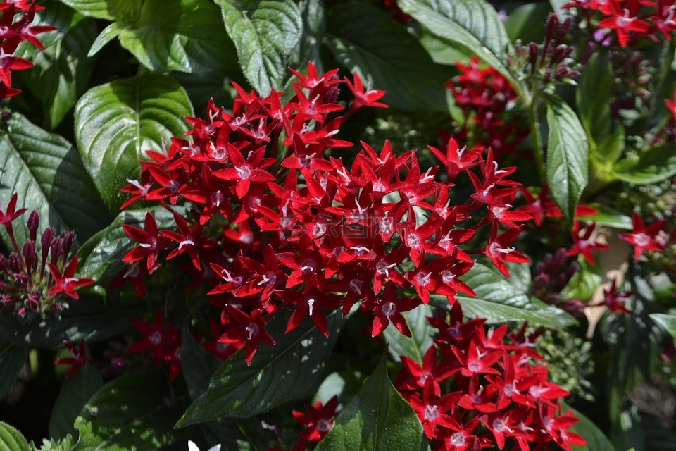 红色花,叶子,植物园