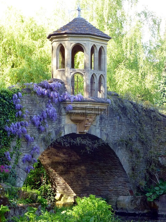 桥,花园,紫藤