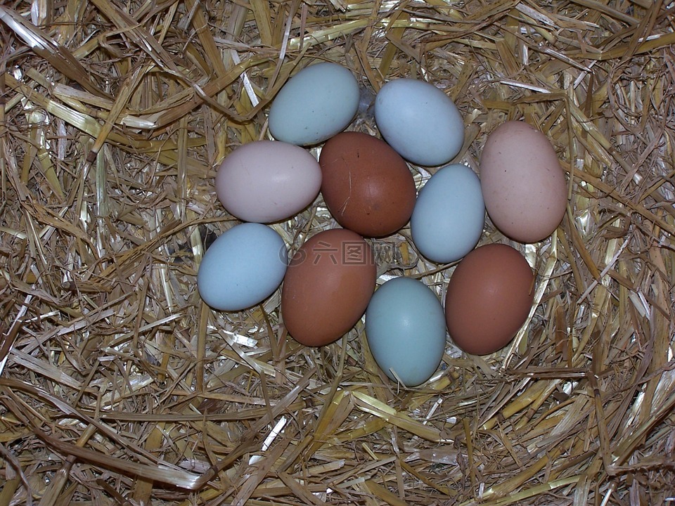 蛋,鸡鸡蛋,鸟巢