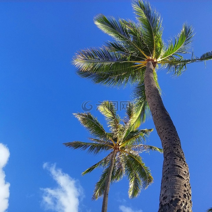 棕榈树,树,热带