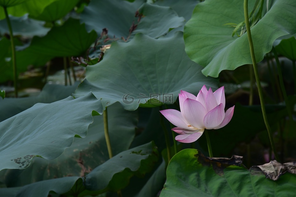 夏天,莲花,夏荷