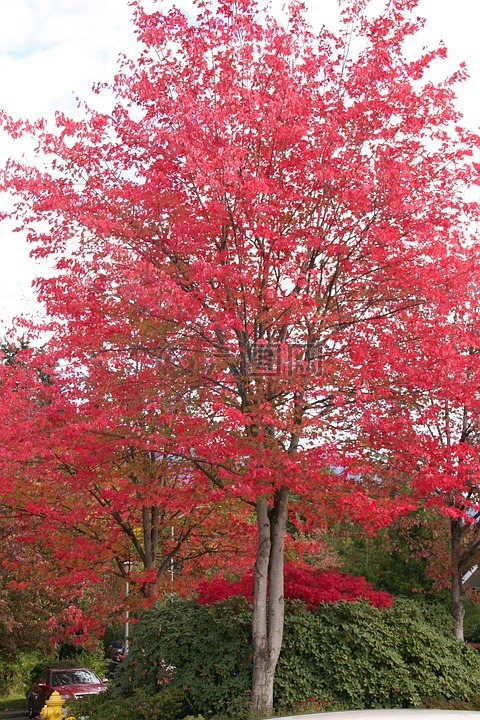 红叶,秋天树叶,红色