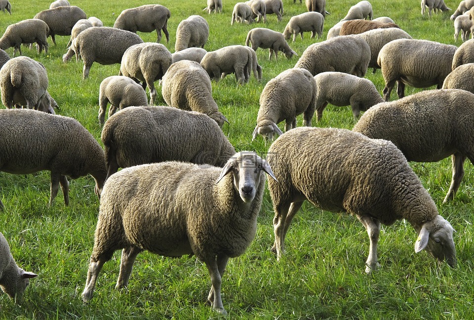 羊 一群 羊群的羊高清图库素材免费下载 图片编号 六图网