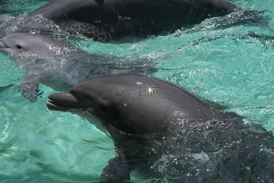 海豚,海洋生命,水