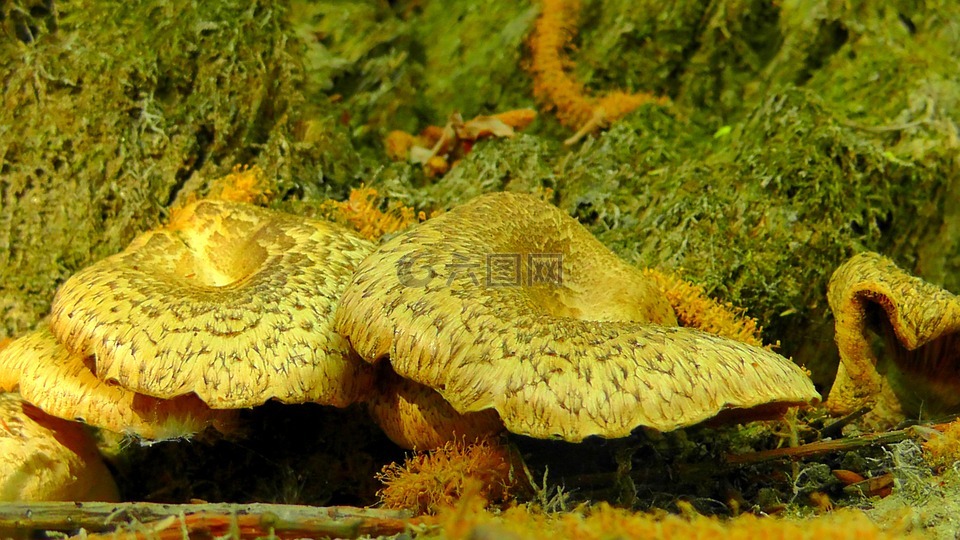 蜜环菌,蘑菇,蜜环菌 solidipes