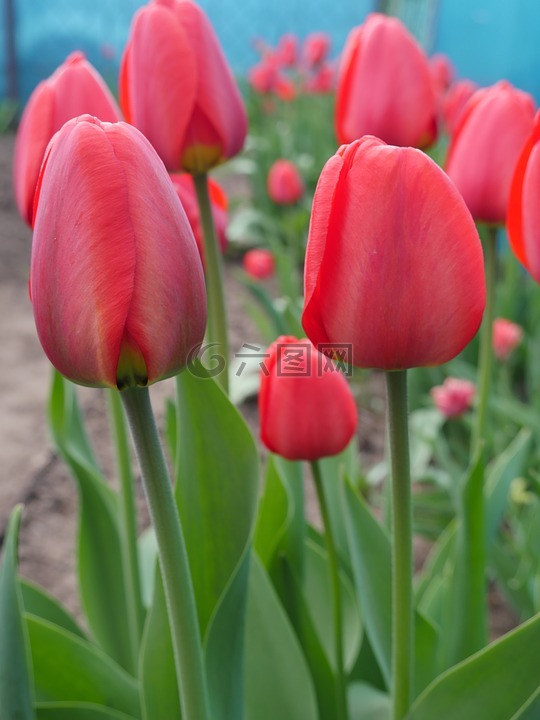 郁金香,红色的花朵,春天