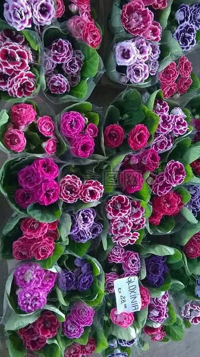 紫罗兰色,crisantemos,gloxínea
