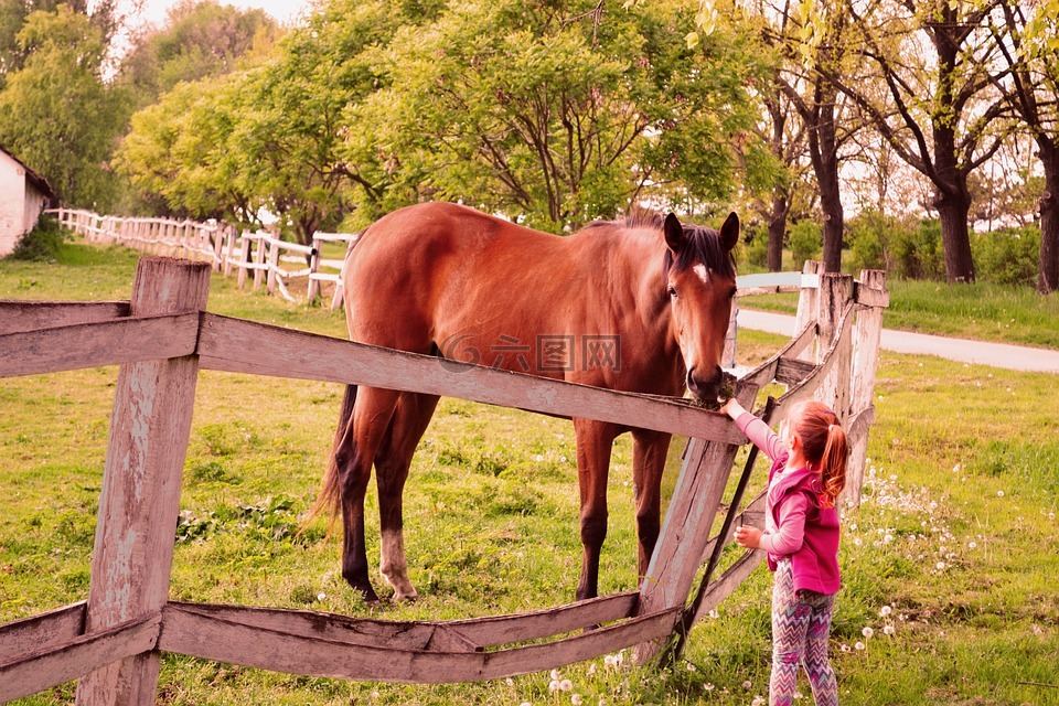 马匹,自然,女孩
