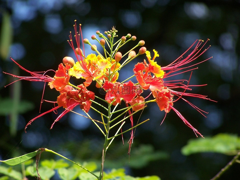 孟加拉国krishnachura花