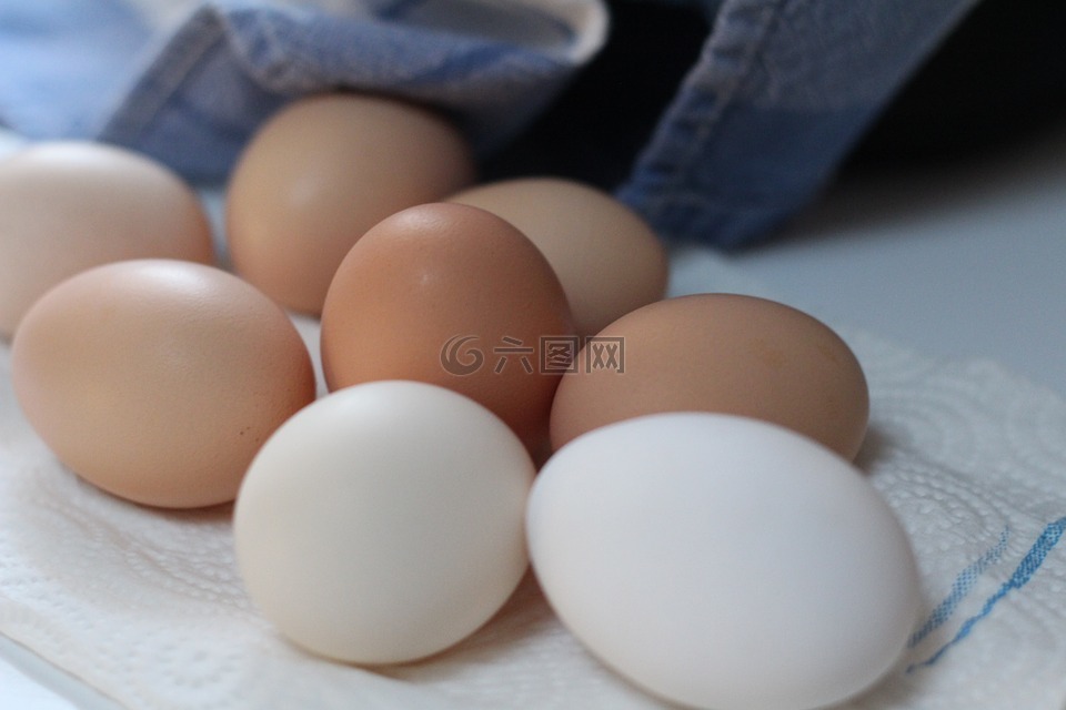 鸡蛋,食品,鸡鸡蛋