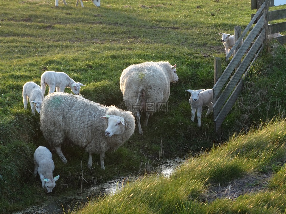 特塞尔岛,羊,小羊羔