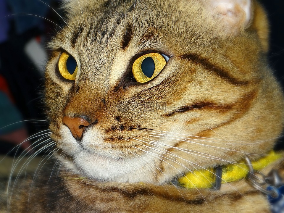 猫,虎斑猫,黄色的眼睛