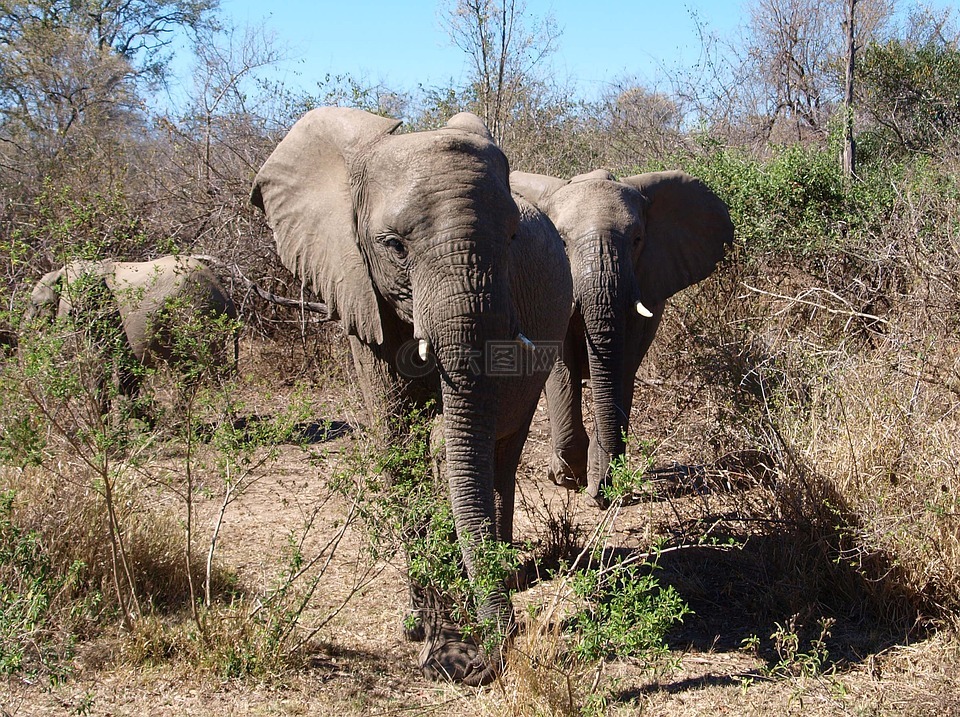 大象非洲野生動物