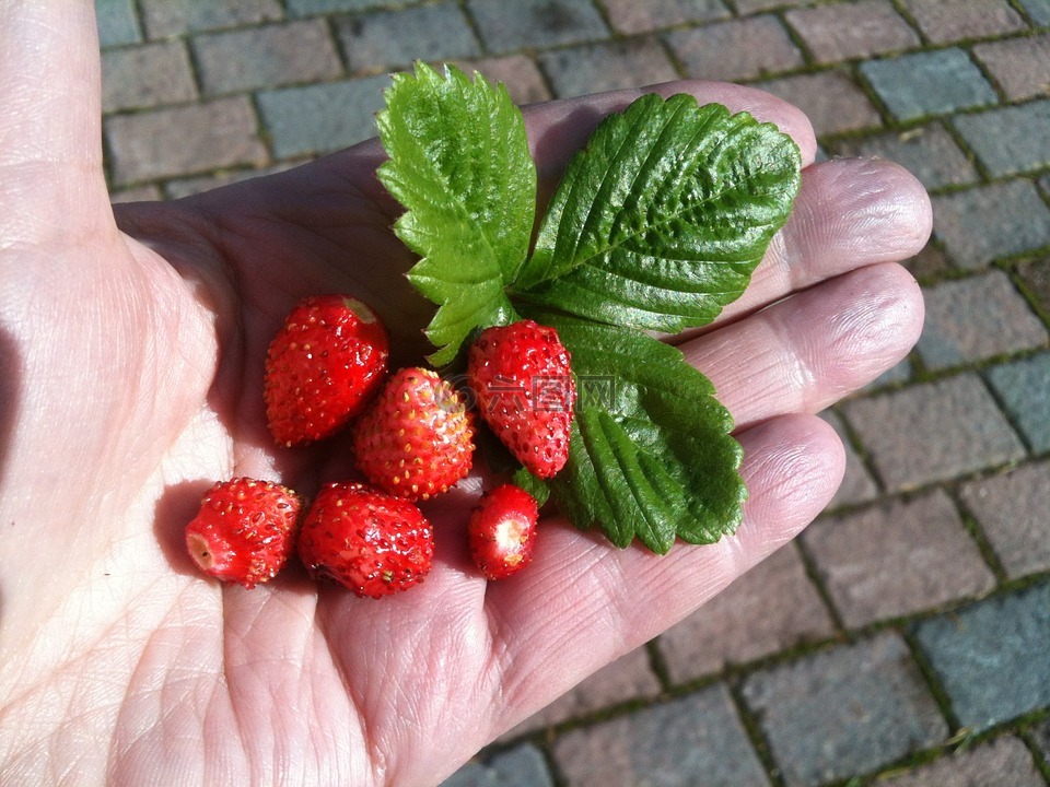 野草莓,手,夏季浆果