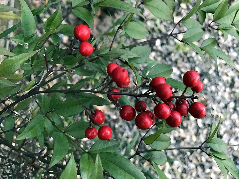 浆果,自然,红色