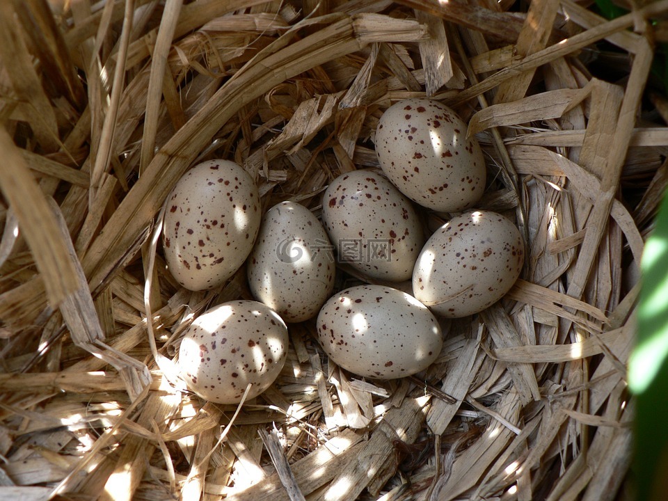 鸡蛋,鸟,巢