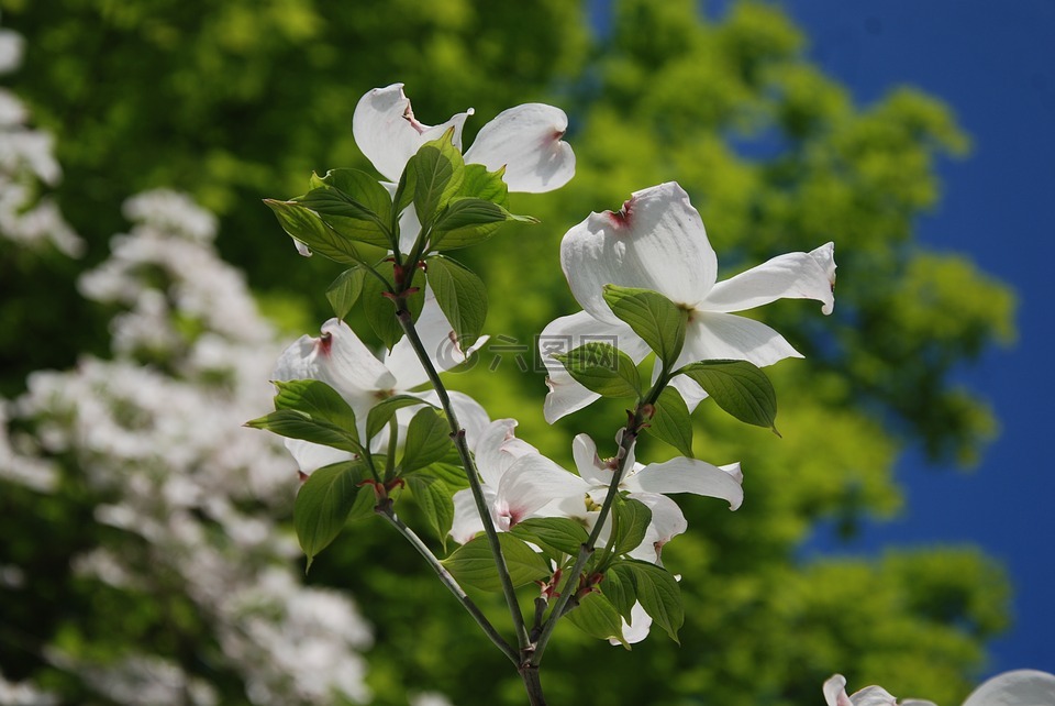 鲜花,树,特写