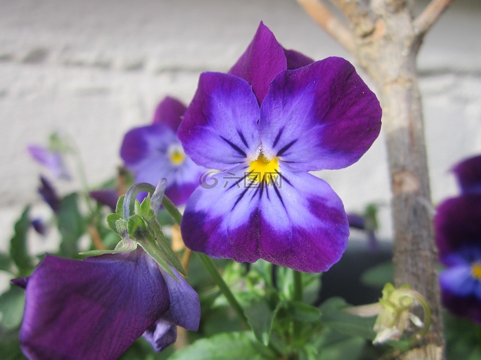 三色堇,紫色,紫色的花朵