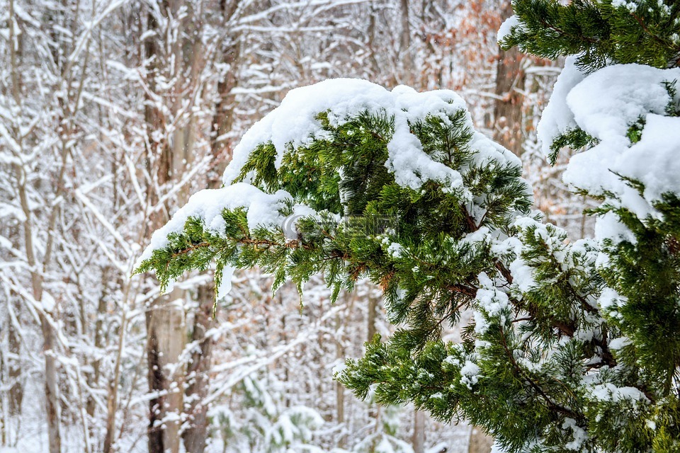 冬天,红杉树,雪下