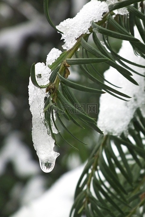 红豆杉,冰,雪
