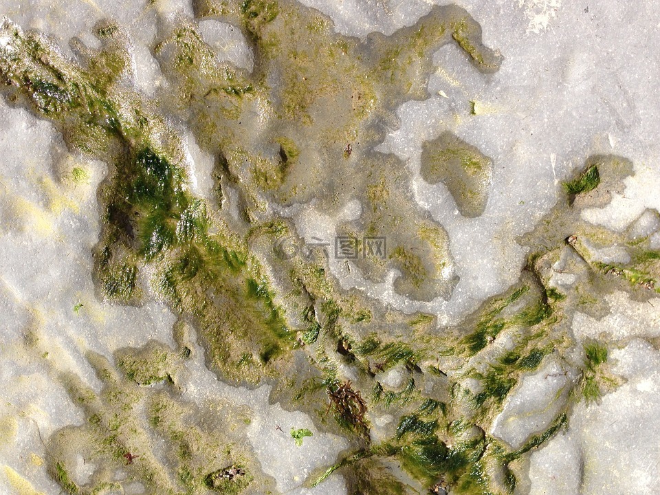 海藻,海,石