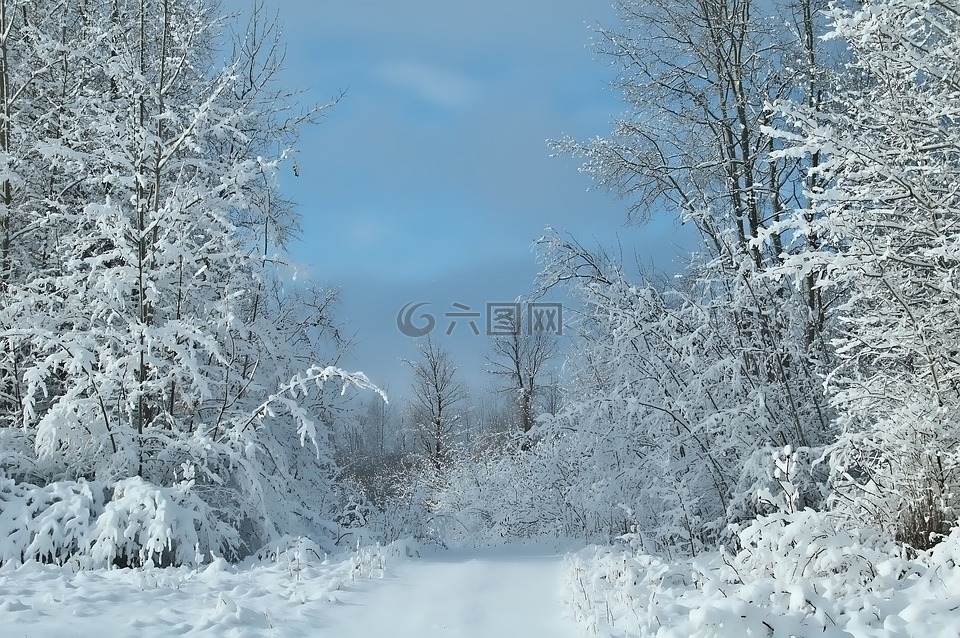 蓝色的天空,积雪覆盖的树木,冬天的景色