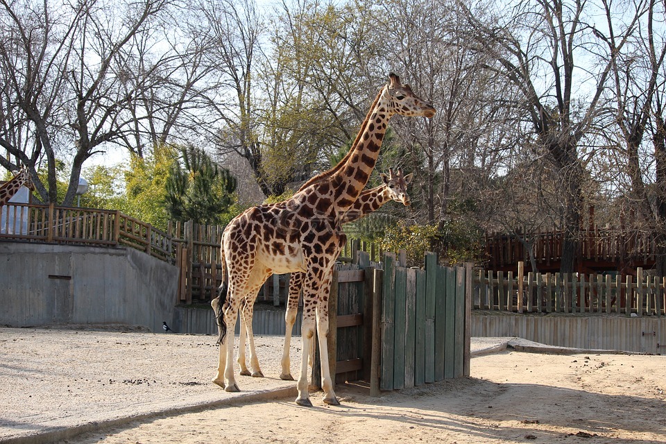 長頸鹿,動物,動物園