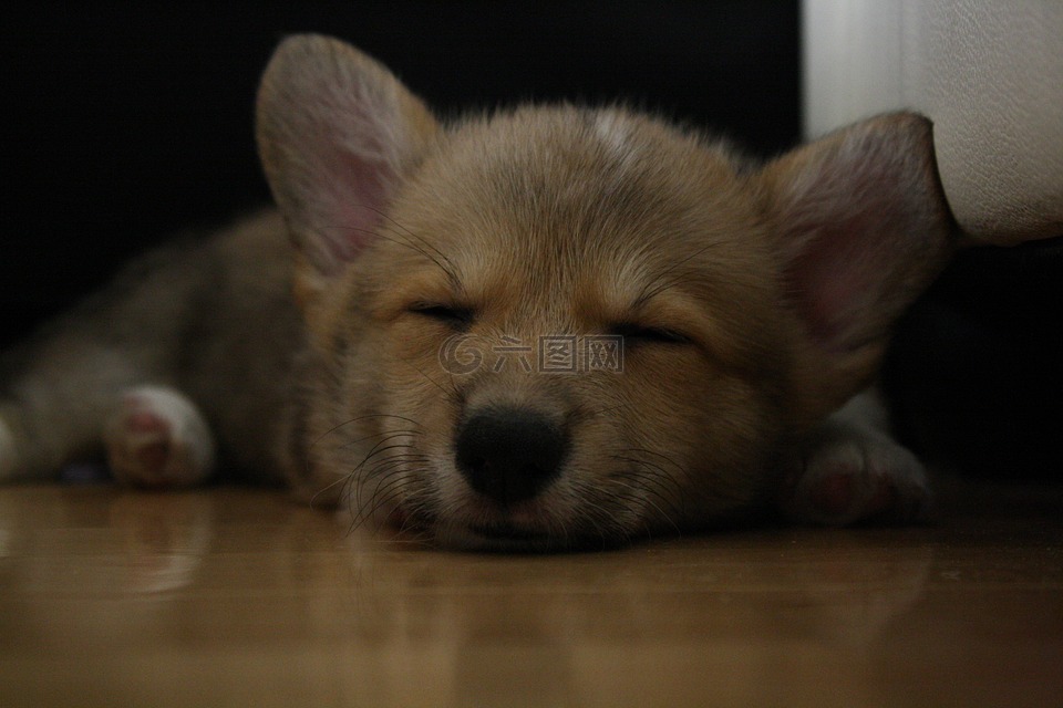睡眠,柯基犬图片,狗