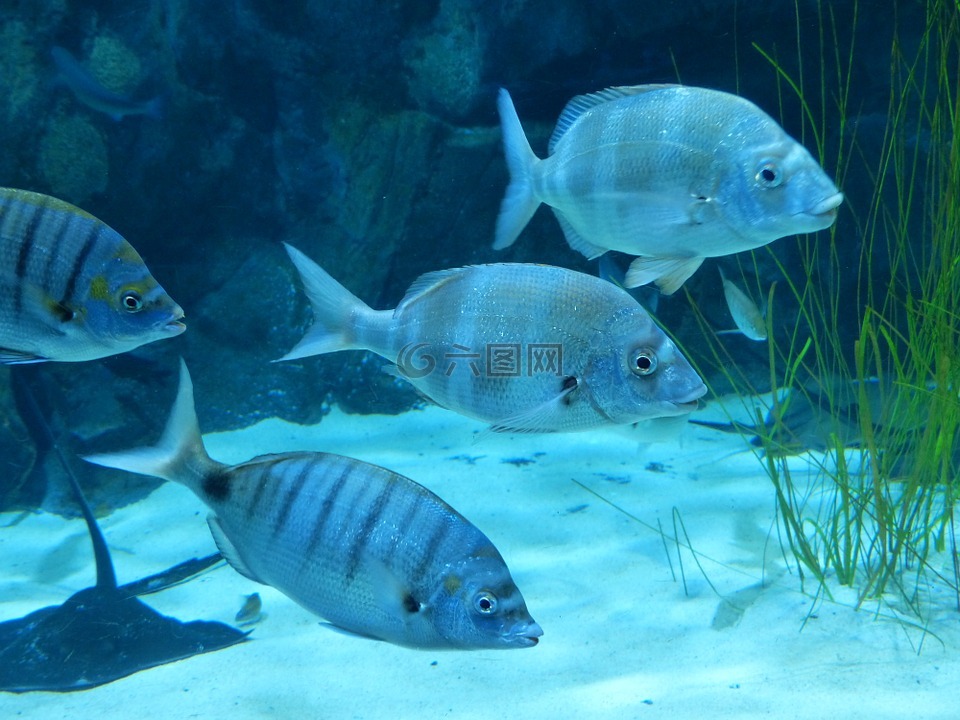 魚水族館游泳