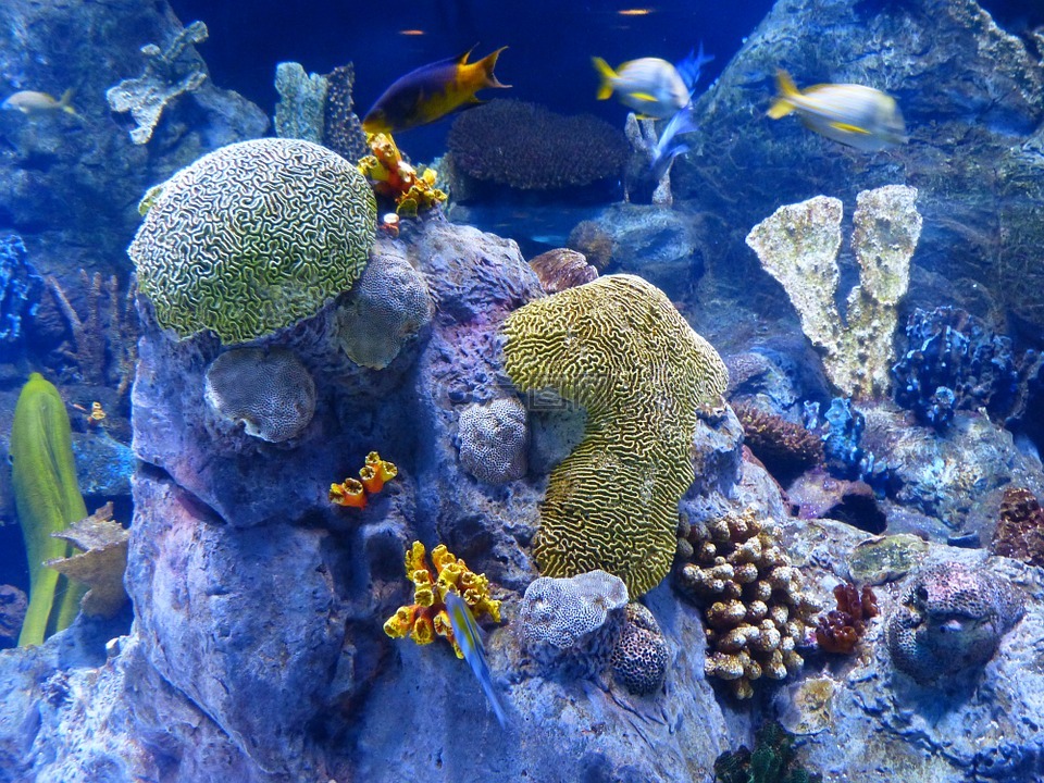 礁,珊瑚礁,海绵
