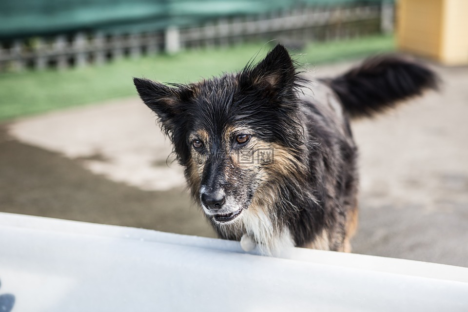 狗,牧羊犬,边境牧羊犬