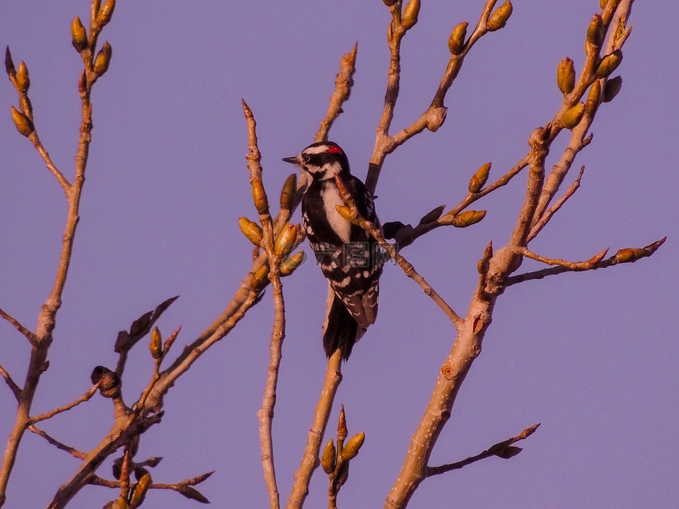 霜霉病啄木鸟,自然,景观