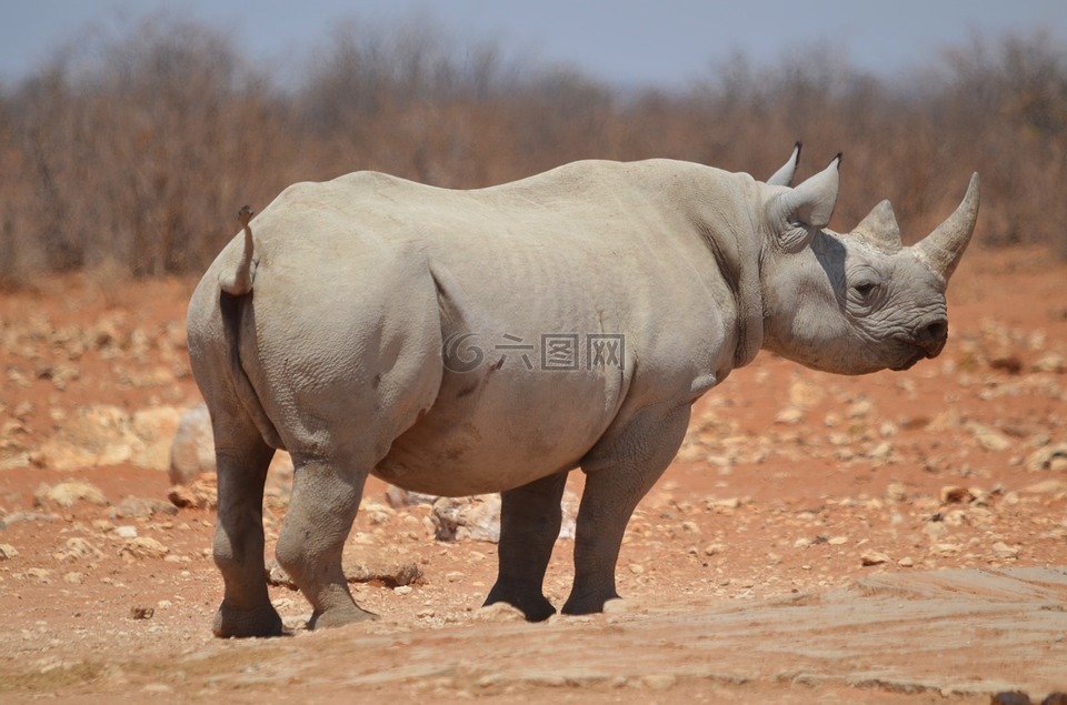 犀牛,etosha,哺乳动物